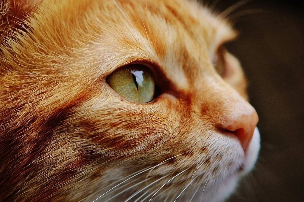 Astuces pour rendre votre maison sécurisée pour un chat