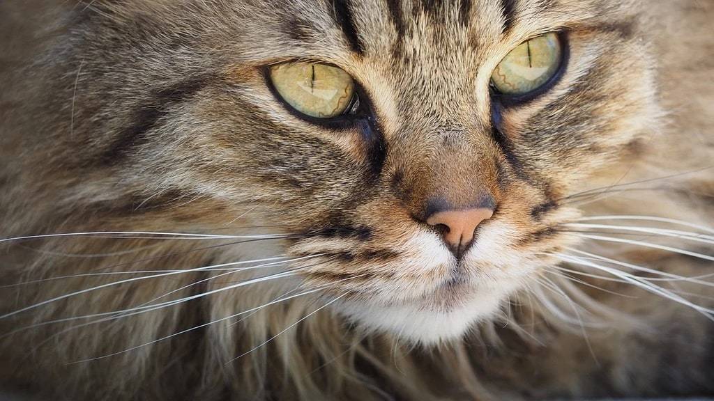 Comprendre le comportement de votre chat
