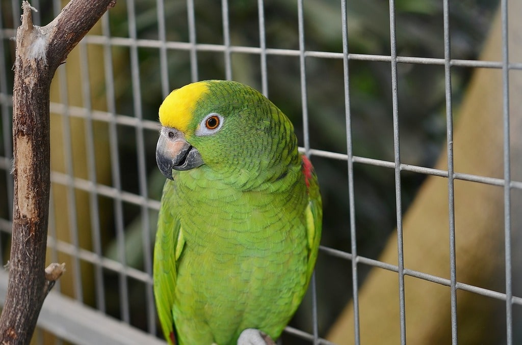 Conseils pour prendre soin de votre oiseau
