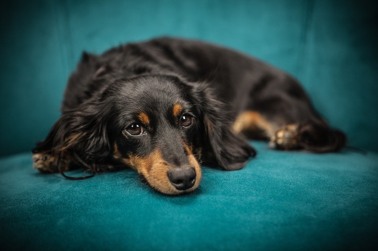 Préparer votre chien à une visite chez le vétérinaire