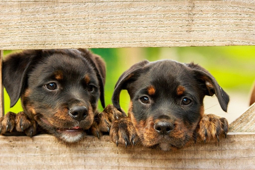 Les indispensables pour l'hygiène et le soin de l'animal